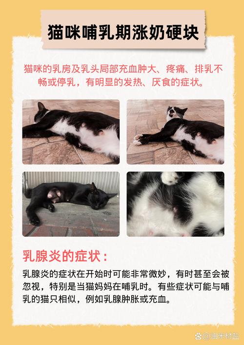 猫咪涨奶最快解决办法,猫咪涨奶该怎么办-第3张图片-后鲨宠物 猫咪涨奶最快解决办法,猫咪涨奶该怎么办-第3张图片-后鲨宠物