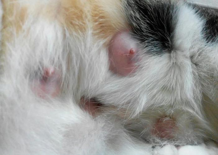 猫咪涨奶最快解决办法,猫咪涨奶该怎么办-第4张图片-后鲨宠物 猫咪涨奶最快解决办法,猫咪涨奶该怎么办-第4张图片-后鲨宠物