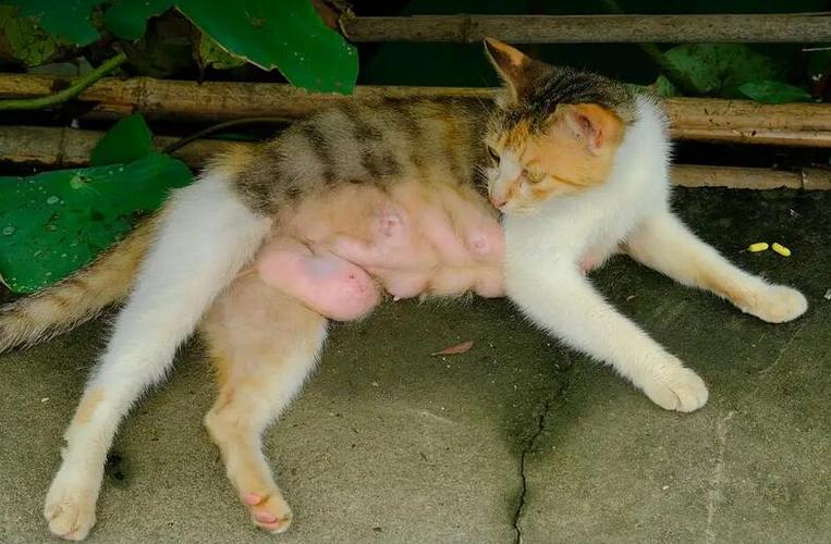 猫咪涨奶最快解决办法,猫咪涨奶该怎么办-第5张图片-后鲨宠物 猫咪涨奶最快解决办法,猫咪涨奶该怎么办-第5张图片-后鲨宠物
