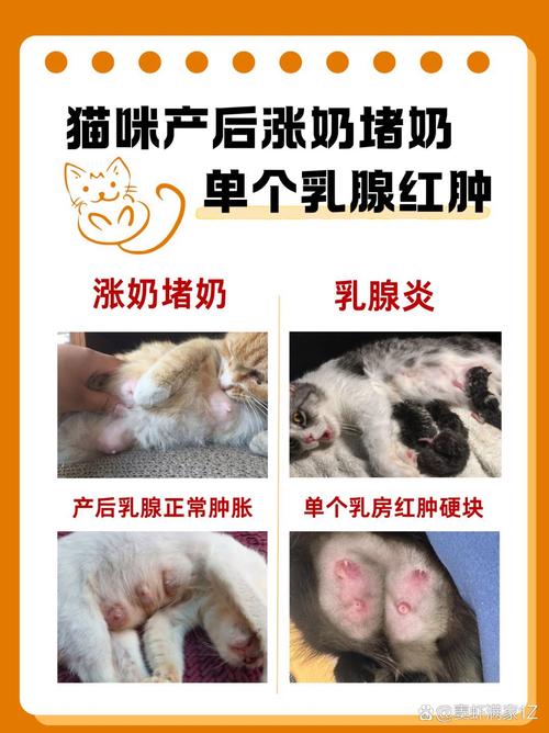 猫咪涨奶最快解决办法,猫咪涨奶该怎么办-第6张图片-后鲨宠物 猫咪涨奶最快解决办法,猫咪涨奶该怎么办-第6张图片-后鲨宠物