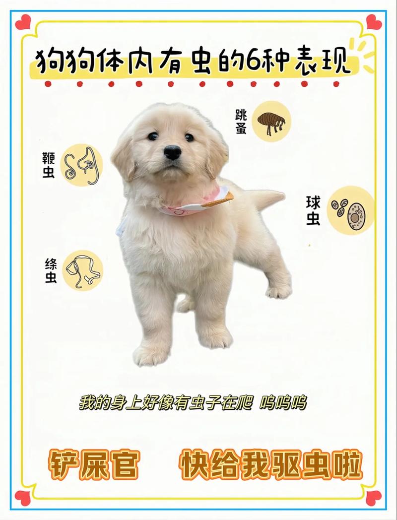 狗狗拉稀能吃驱虫药吗,狗狗有点拉稀可以吃体内驱虫药吗-第2张图片-后鲨宠物 狗狗拉稀能吃驱虫药吗,狗狗有点拉稀可以吃体内驱虫药吗-第2张图片-后鲨宠物