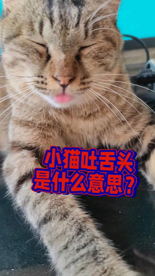 猫猫一直吐舌头_猫猫一直吐舌头发抖-第3张图片-后鲨宠物 猫猫一直吐舌头_猫猫一直吐舌头发抖-第3张图片-后鲨宠物