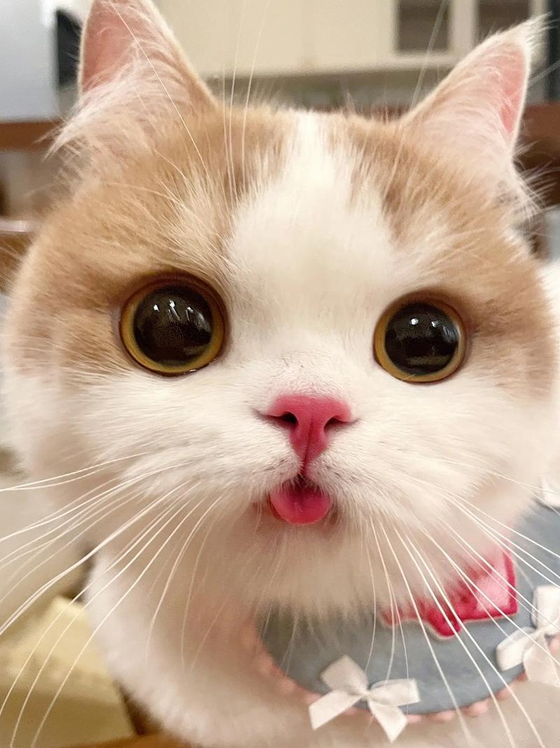 猫猫一直吐舌头_猫猫一直吐舌头发抖-第6张图片-后鲨宠物 猫猫一直吐舌头_猫猫一直吐舌头发抖-第6张图片-后鲨宠物