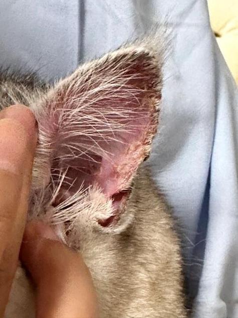 猫咪耳朵上有结痂,猫咪耳朵上有结痂脱落掉毛?-第1张图片-后鲨宠物 猫咪耳朵上有结痂,猫咪耳朵上有结痂脱落掉毛?-第1张图片-后鲨宠物