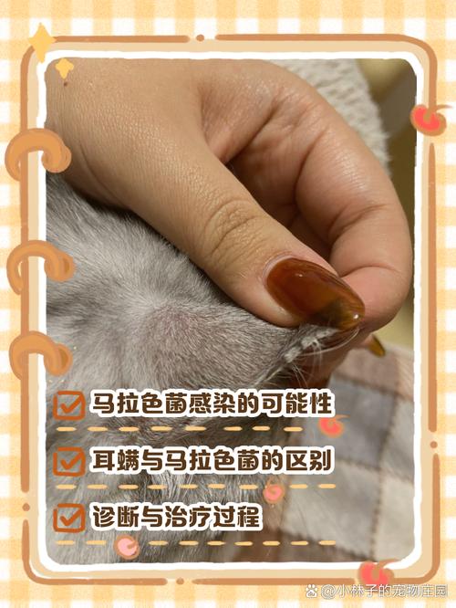 猫咪耳朵上有结痂,猫咪耳朵上有结痂脱落掉毛?-第2张图片-后鲨宠物 猫咪耳朵上有结痂,猫咪耳朵上有结痂脱落掉毛?-第2张图片-后鲨宠物