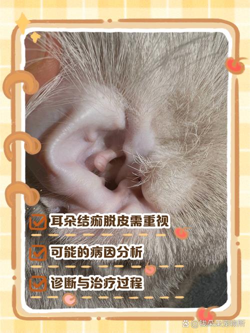 猫咪耳朵上有结痂,猫咪耳朵上有结痂脱落掉毛?-第3张图片-后鲨宠物 猫咪耳朵上有结痂,猫咪耳朵上有结痂脱落掉毛?-第3张图片-后鲨宠物