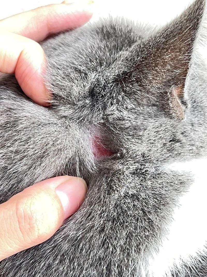 猫咪耳朵上有结痂,猫咪耳朵上有结痂脱落掉毛?-第4张图片-后鲨宠物 猫咪耳朵上有结痂,猫咪耳朵上有结痂脱落掉毛?-第4张图片-后鲨宠物