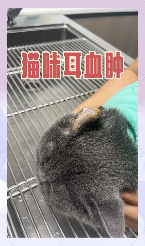 猫咪耳朵上有结痂,猫咪耳朵上有结痂脱落掉毛?-第6张图片-后鲨宠物 猫咪耳朵上有结痂,猫咪耳朵上有结痂脱落掉毛?-第6张图片-后鲨宠物