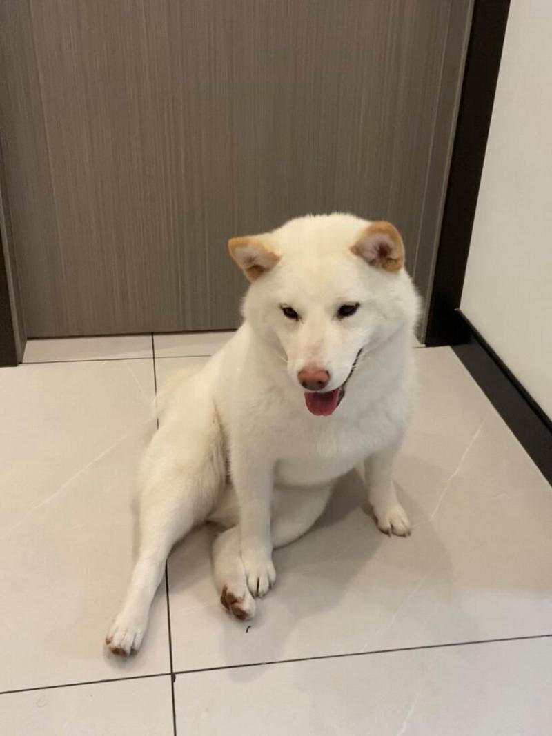 狗狗哪种坐姿不正常,狗狗坐姿不正确怎么纠正?-第1张图片-后鲨宠物 狗狗哪种坐姿不正常,狗狗坐姿不正确怎么纠正?-第1张图片-后鲨宠物