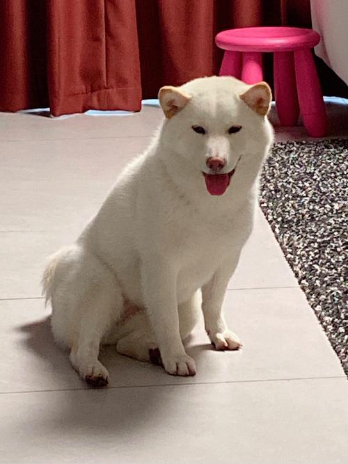 狗狗哪种坐姿不正常,狗狗坐姿不正确怎么纠正?-第2张图片-后鲨宠物 狗狗哪种坐姿不正常,狗狗坐姿不正确怎么纠正?-第2张图片-后鲨宠物