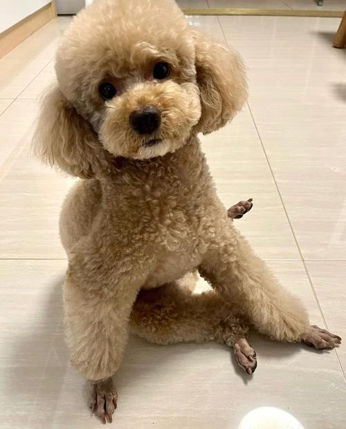 狗狗哪种坐姿不正常,狗狗坐姿不正确怎么纠正?-第3张图片-后鲨宠物 狗狗哪种坐姿不正常,狗狗坐姿不正确怎么纠正?-第3张图片-后鲨宠物