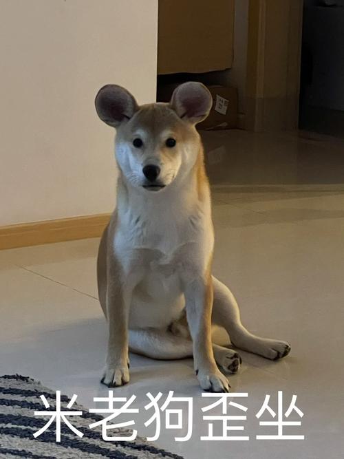 狗狗哪种坐姿不正常,狗狗坐姿不正确怎么纠正?-第4张图片-后鲨宠物 狗狗哪种坐姿不正常,狗狗坐姿不正确怎么纠正?-第4张图片-后鲨宠物