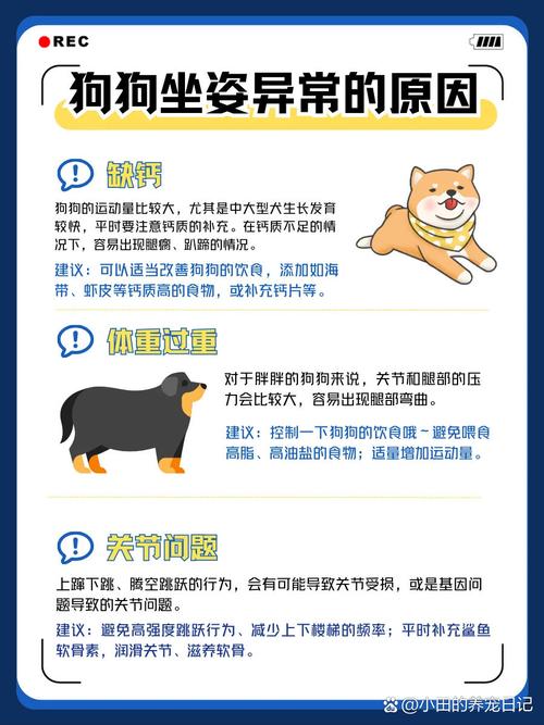 狗狗哪种坐姿不正常,狗狗坐姿不正确怎么纠正?-第6张图片-后鲨宠物 狗狗哪种坐姿不正常,狗狗坐姿不正确怎么纠正?-第6张图片-后鲨宠物