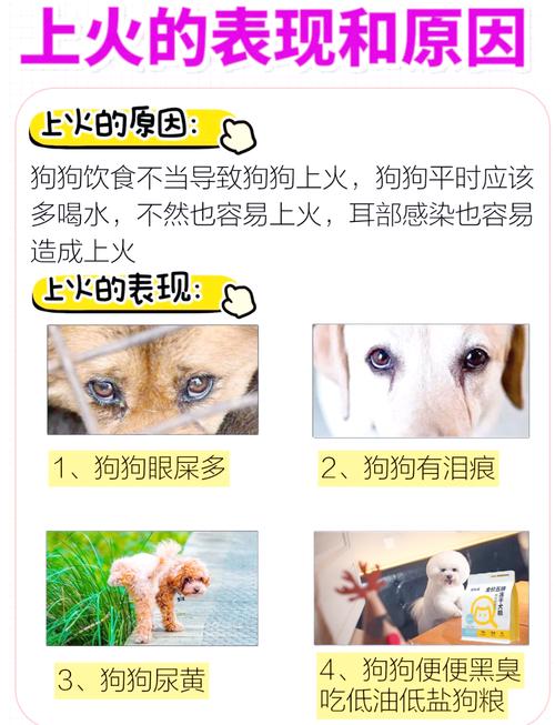 狗狗可以带上火车吗,狗狗可以带进火车吗-第1张图片-后鲨宠物 狗狗可以带上火车吗,狗狗可以带进火车吗-第1张图片-后鲨宠物