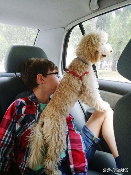 狗狗可以带上火车吗,狗狗可以带进火车吗-第2张图片-后鲨宠物 狗狗可以带上火车吗,狗狗可以带进火车吗-第2张图片-后鲨宠物