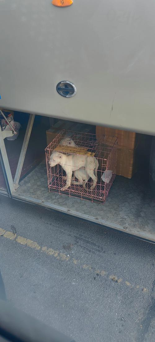 狗狗可以带上火车吗,狗狗可以带进火车吗-第5张图片-后鲨宠物 狗狗可以带上火车吗,狗狗可以带进火车吗-第5张图片-后鲨宠物