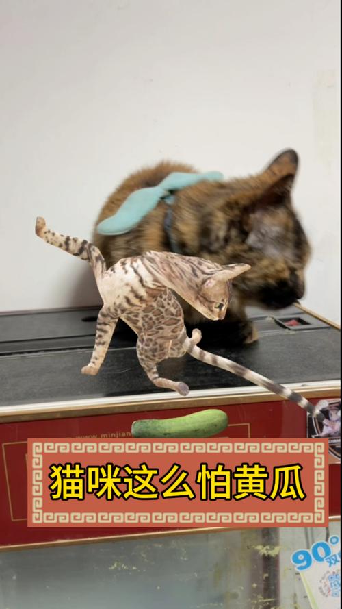 为什么猫咪害怕黄瓜,为什么猫咪害怕黄瓜的味道?-第1张图片-后鲨宠物 为什么猫咪害怕黄瓜,为什么猫咪害怕黄瓜的味道?-第1张图片-后鲨宠物
