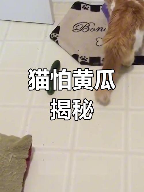 为什么猫咪害怕黄瓜,为什么猫咪害怕黄瓜的味道?-第3张图片-后鲨宠物 为什么猫咪害怕黄瓜,为什么猫咪害怕黄瓜的味道?-第3张图片-后鲨宠物