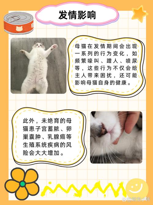 猫咪不做绝育会怎样的简单介绍-第1张图片-后鲨宠物 猫咪不做绝育会怎样的简单介绍-第1张图片-后鲨宠物