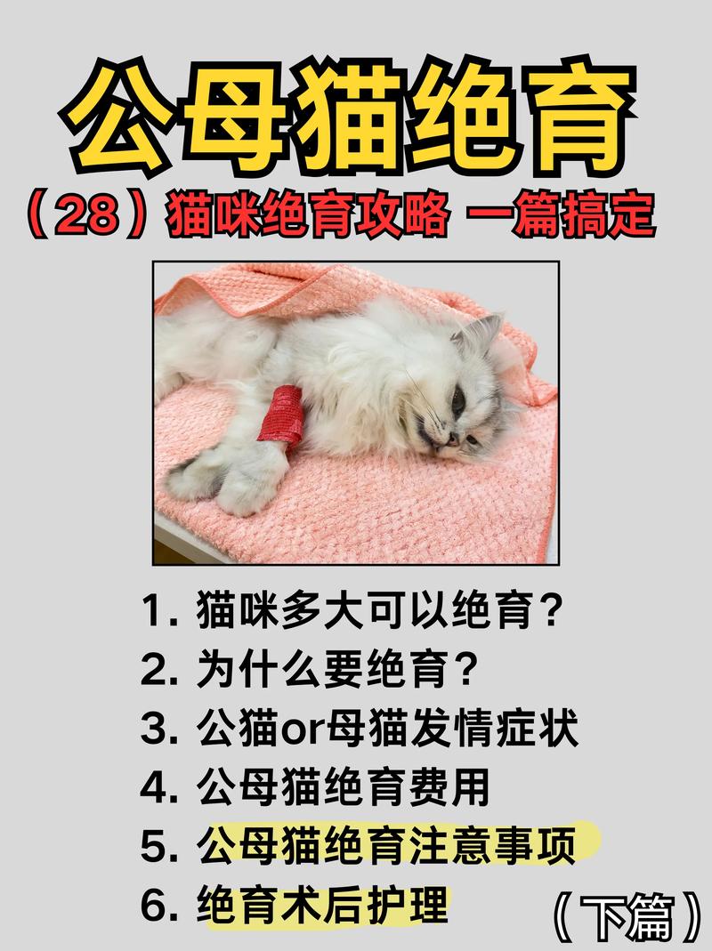 猫咪不做绝育会怎样的简单介绍-第5张图片-后鲨宠物 猫咪不做绝育会怎样的简单介绍-第5张图片-后鲨宠物