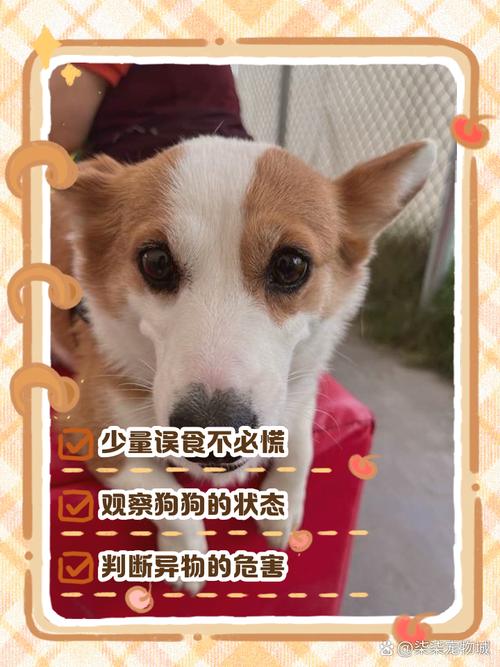 狗狗吃了牛油果怎么办,狗吃了少量牛油果有事吗-第1张图片-后鲨宠物 狗狗吃了牛油果怎么办,狗吃了少量牛油果有事吗-第1张图片-后鲨宠物