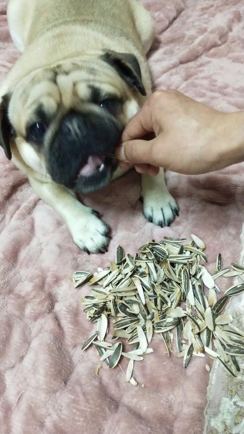 狗狗可以吃瓜子吗,狗狗可以吃瓜子吗熟的?-第5张图片-后鲨宠物 狗狗可以吃瓜子吗,狗狗可以吃瓜子吗熟的?-第5张图片-后鲨宠物