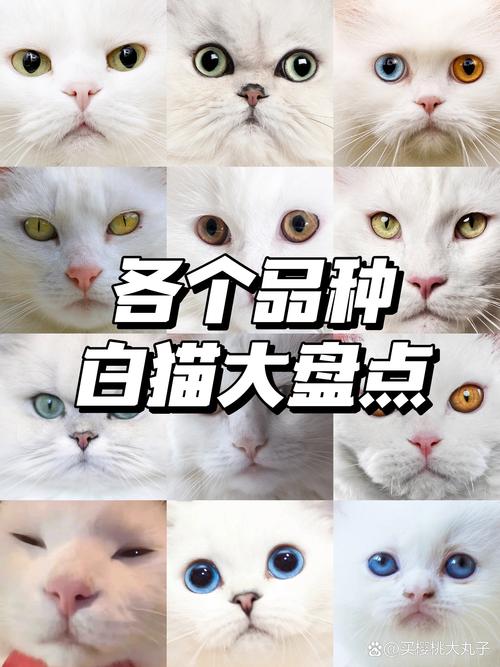 宠物猫咪名字大全_宠物猫咪名字大全可爱女孩子-第1张图片-后鲨宠物 宠物猫咪名字大全_宠物猫咪名字大全可爱女孩子-第1张图片-后鲨宠物