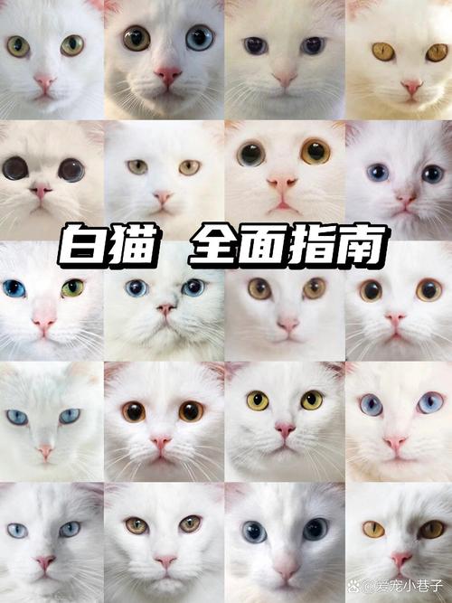猫咪的名字大全_猫咪的名字大全霸气-第1张图片-后鲨宠物 猫咪的名字大全_猫咪的名字大全霸气-第1张图片-后鲨宠物