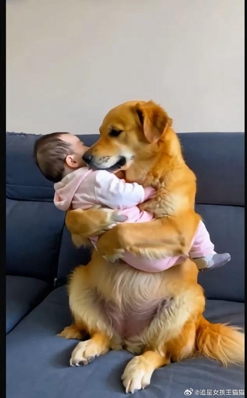 适合陪伴小孩子的狗狗_最适合陪伴孩子的犬种-第4张图片-后鲨宠物 适合陪伴小孩子的狗狗_最适合陪伴孩子的犬种-第4张图片-后鲨宠物