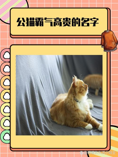 霸气的猫咪名字_霸气的猫咪名字女猫-第3张图片-后鲨宠物 霸气的猫咪名字_霸气的猫咪名字女猫-第3张图片-后鲨宠物