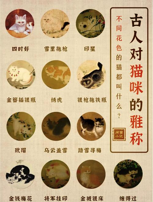 霸气的猫咪名字_霸气的猫咪名字女猫-第5张图片-后鲨宠物 霸气的猫咪名字_霸气的猫咪名字女猫-第5张图片-后鲨宠物