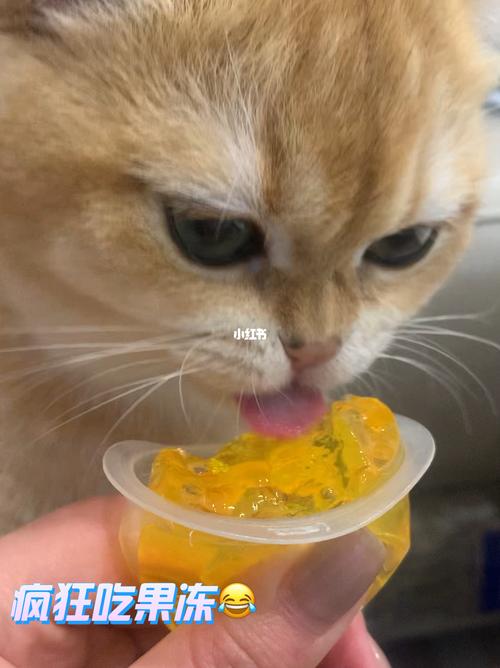 猫咪能吃果冻吗,小猫咪可以吃果冻吗??-第2张图片-后鲨宠物 猫咪能吃果冻吗,小猫咪可以吃果冻吗??-第2张图片-后鲨宠物