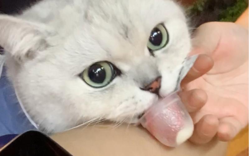 猫咪能吃果冻吗,小猫咪可以吃果冻吗??-第4张图片-后鲨宠物 猫咪能吃果冻吗,小猫咪可以吃果冻吗??-第4张图片-后鲨宠物