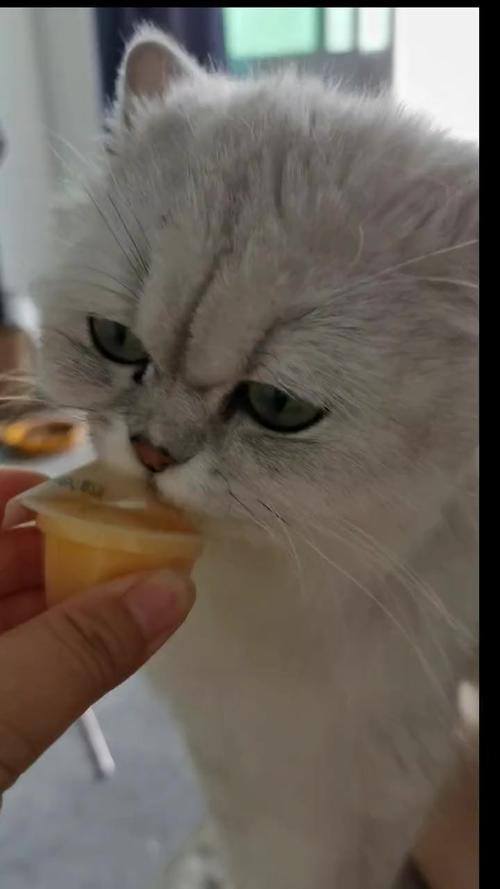 猫咪能吃果冻吗,小猫咪可以吃果冻吗??-第5张图片-后鲨宠物 猫咪能吃果冻吗,小猫咪可以吃果冻吗??-第5张图片-后鲨宠物
