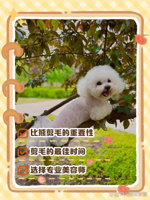 新手怎么给狗狗剪毛_狗剃毛-第1张图片-后鲨宠物 新手怎么给狗狗剪毛_狗剃毛-第1张图片-后鲨宠物