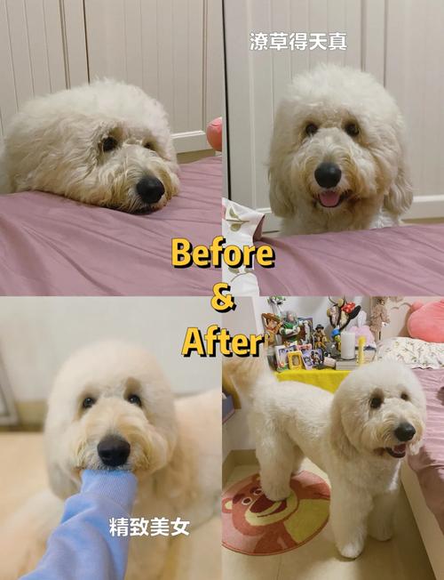 新手怎么给狗狗剪毛_狗剃毛-第6张图片-后鲨宠物 新手怎么给狗狗剪毛_狗剃毛-第6张图片-后鲨宠物