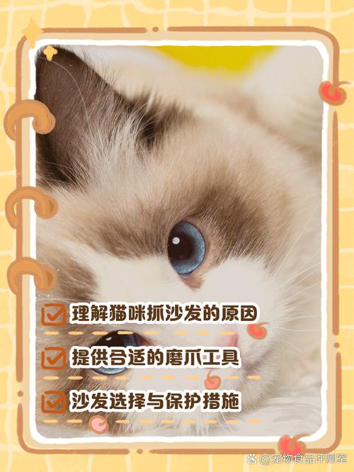 猫咪抓沙发怎么办,猫咪抓沙发怎么办?-第2张图片-后鲨宠物 猫咪抓沙发怎么办,猫咪抓沙发怎么办?-第2张图片-后鲨宠物