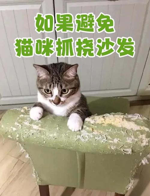 猫咪抓沙发怎么办,猫咪抓沙发怎么办?-第4张图片-后鲨宠物 猫咪抓沙发怎么办,猫咪抓沙发怎么办?-第4张图片-后鲨宠物