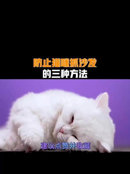 猫咪抓沙发怎么办,猫咪抓沙发怎么办?-第5张图片-后鲨宠物 猫咪抓沙发怎么办,猫咪抓沙发怎么办?-第5张图片-后鲨宠物