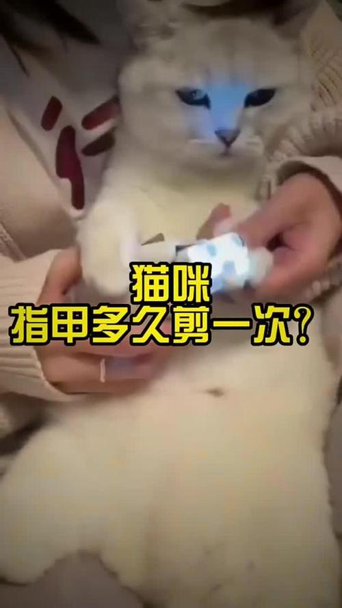 猫咪指甲多久剪一次,猫的指甲一般多久剪一次-第5张图片-后鲨宠物 猫咪指甲多久剪一次,猫的指甲一般多久剪一次-第5张图片-后鲨宠物
