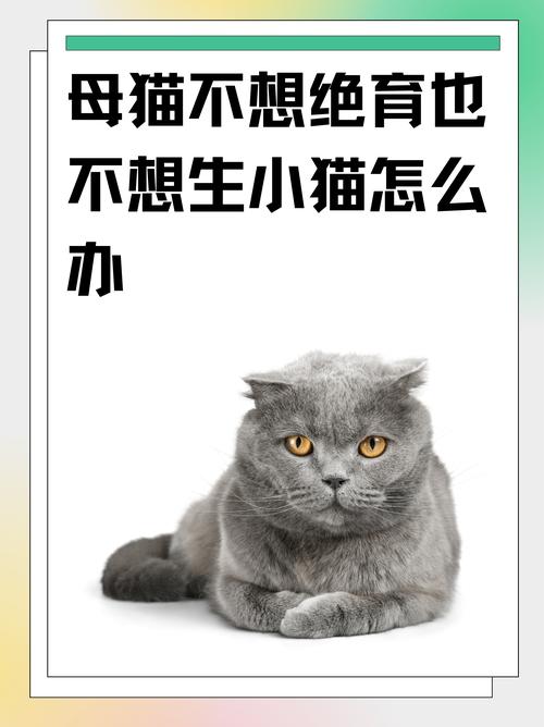 猫咪不理人怎么办_猫不爱理人-第2张图片-后鲨宠物 猫咪不理人怎么办_猫不爱理人-第2张图片-后鲨宠物