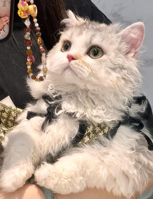 猫咪毛球症怎么治疗比较好,猫咪毛球症如何治疗-第6张图片-后鲨宠物 猫咪毛球症怎么治疗比较好,猫咪毛球症如何治疗-第6张图片-后鲨宠物