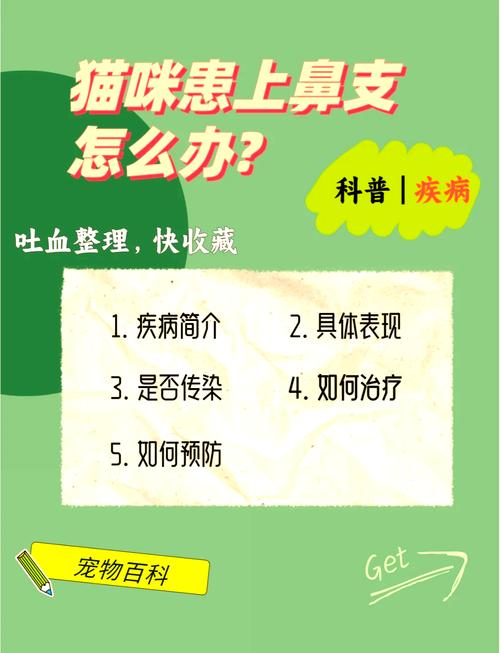 猫咪得了猫鼻支怎么办,猫咪得了猫鼻支严重吗-第1张图片-后鲨宠物 猫咪得了猫鼻支怎么办,猫咪得了猫鼻支严重吗-第1张图片-后鲨宠物