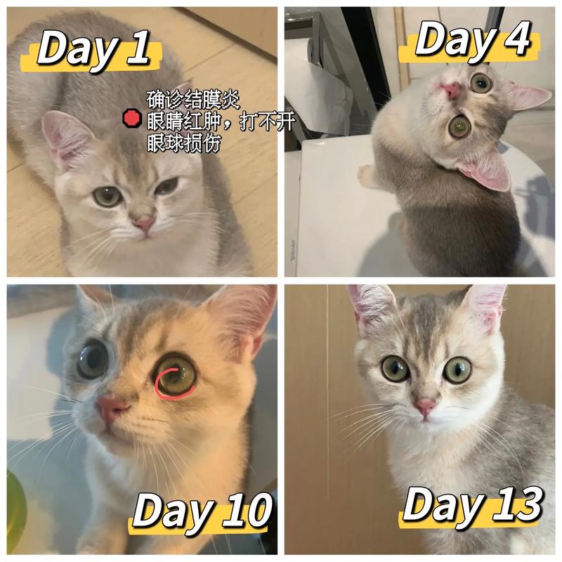 猫咪得了猫鼻支怎么办,猫咪得了猫鼻支严重吗-第3张图片-后鲨宠物 猫咪得了猫鼻支怎么办,猫咪得了猫鼻支严重吗-第3张图片-后鲨宠物