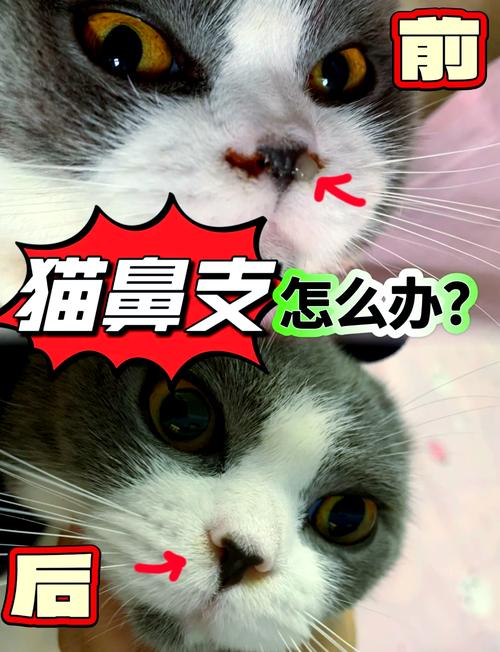 猫咪得了猫鼻支怎么办,猫咪得了猫鼻支严重吗-第4张图片-后鲨宠物 猫咪得了猫鼻支怎么办,猫咪得了猫鼻支严重吗-第4张图片-后鲨宠物