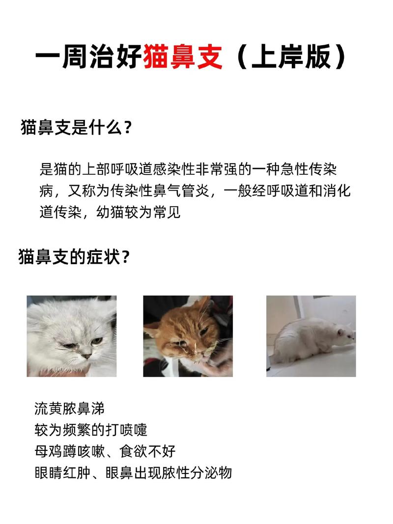 猫咪得了猫鼻支怎么办,猫咪得了猫鼻支严重吗-第6张图片-后鲨宠物 猫咪得了猫鼻支怎么办,猫咪得了猫鼻支严重吗-第6张图片-后鲨宠物