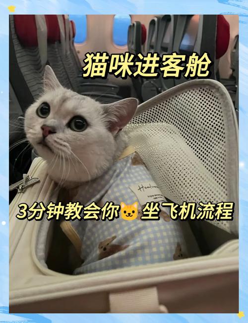 猫咪能坐飞机吗_猫咪能坐飞机吗现在-第2张图片-后鲨宠物