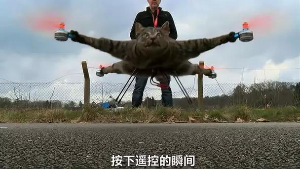 猫咪能坐飞机吗_猫咪能坐飞机吗现在-第4张图片-后鲨宠物