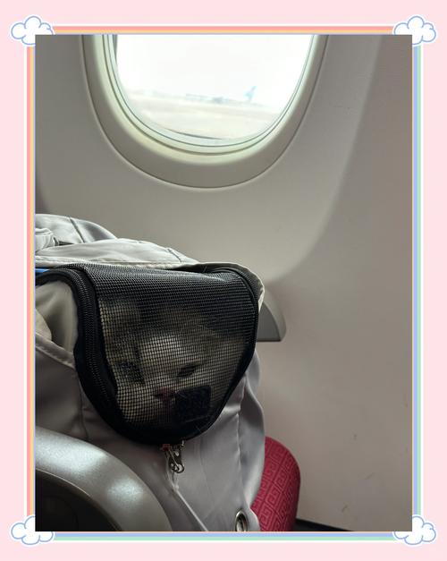 猫咪能坐飞机吗_猫咪能坐飞机吗现在-第6张图片-后鲨宠物