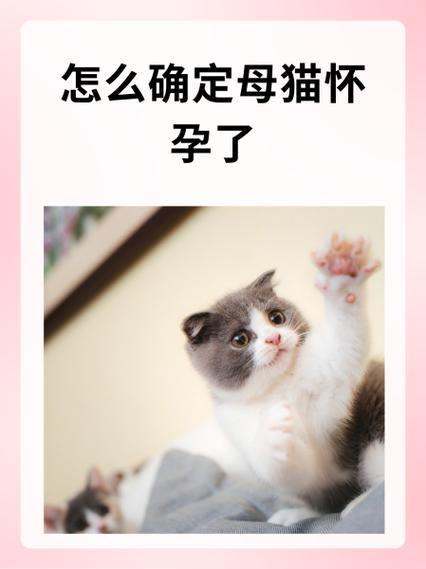 怎么确定猫咪怀孕,怎样判定猫咪怀孕了?-第5张图片-后鲨宠物 怎么确定猫咪怀孕,怎样判定猫咪怀孕了?-第5张图片-后鲨宠物